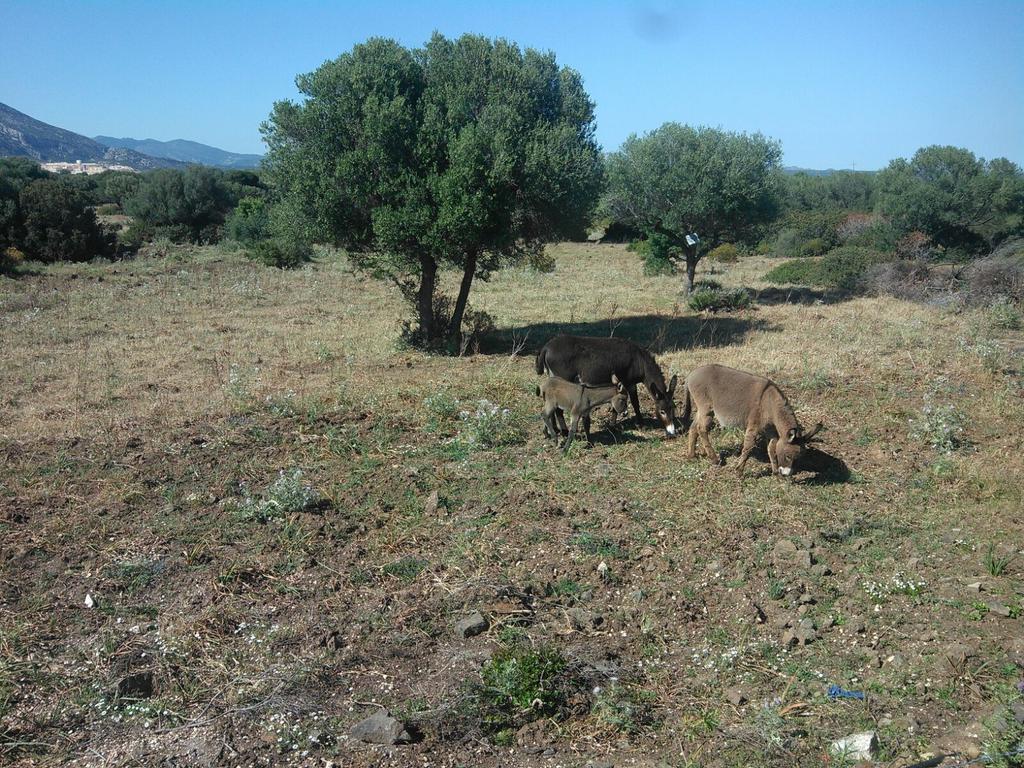 Vistamare Villa Orosei Buitenkant foto